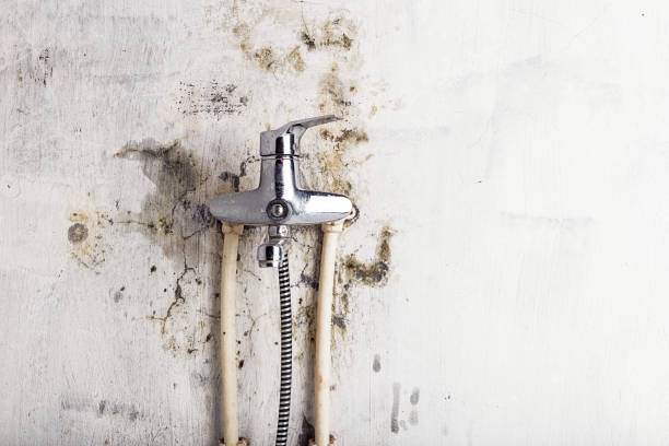 Best Black Mold Removal  in Hyrum, UT
