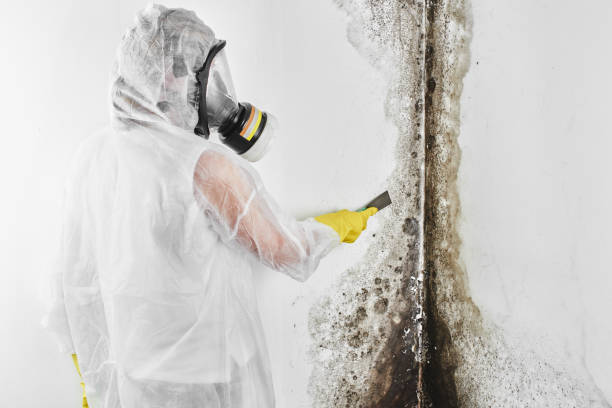 Best Same-Day Mold Removal  in Hyrum, UT