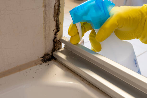 Best Mold Damage Repair  in Hyrum, UT