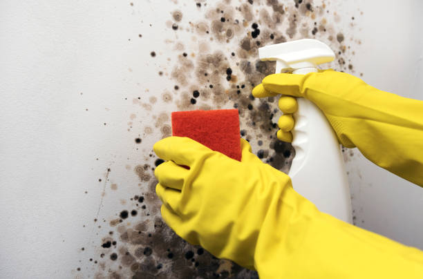 Best Commercial Mold Removal  in Hyrum, UT
