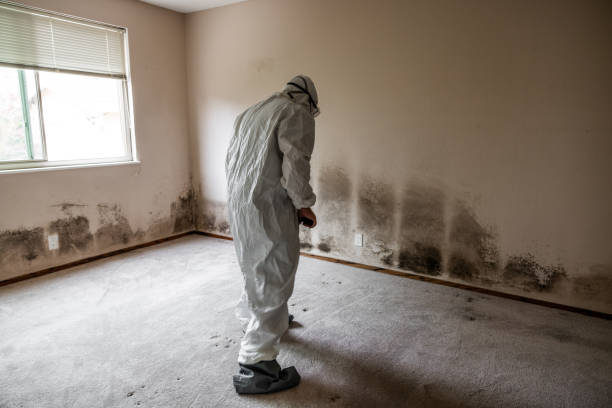 Best Residential Mold Removal  in Hyrum, UT