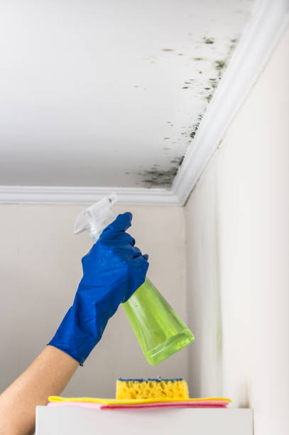 Best Mold Testing  in Hyrum, UT