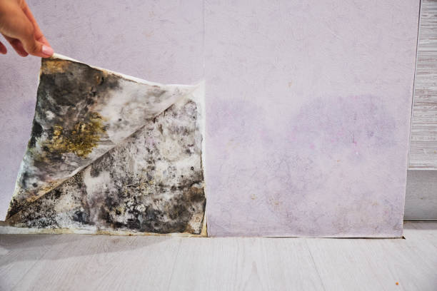 Best Emergency Mold Removal  in Hyrum, UT